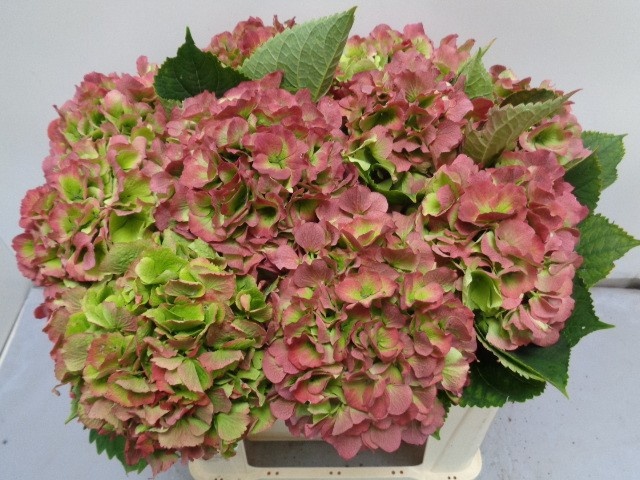 Hydrangea Verena Classic Pink 50cm 19Ø