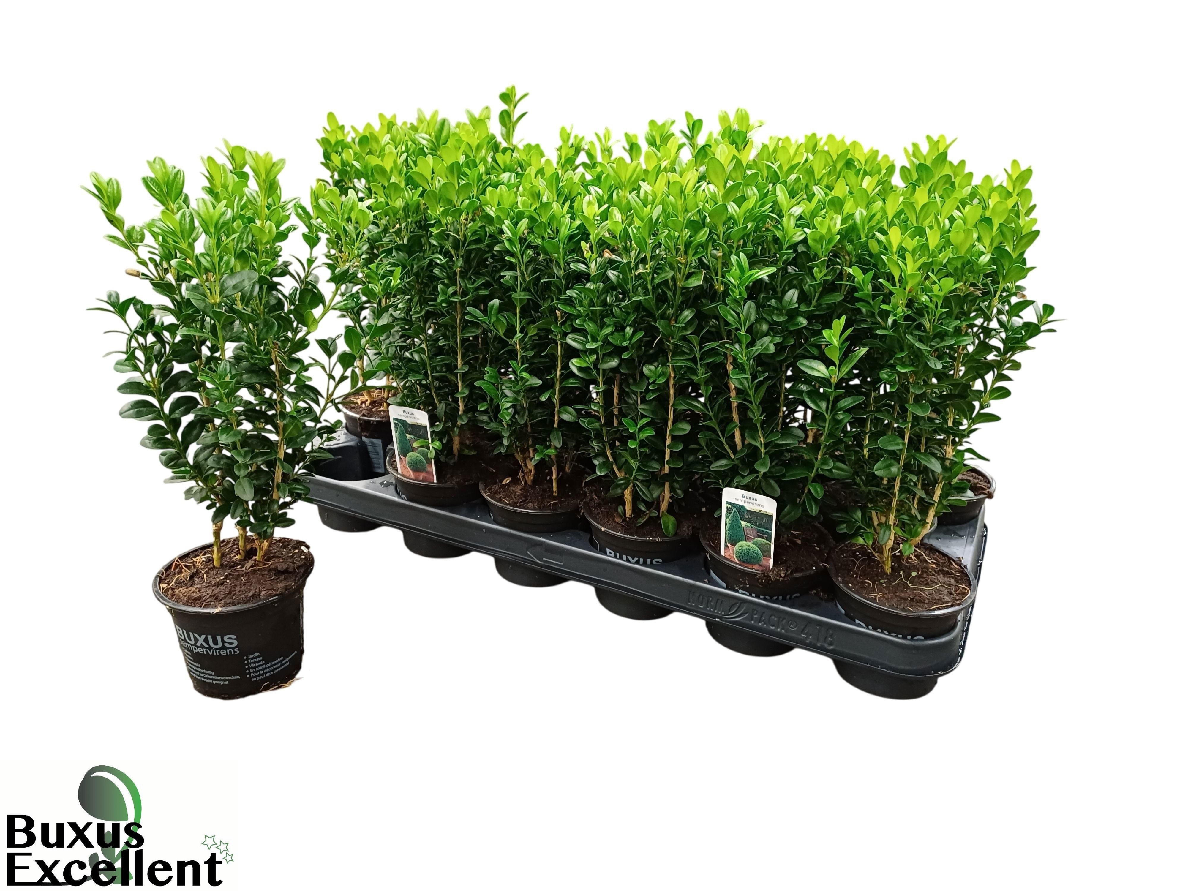 Buxu Sempervirens 9Ø 27cm