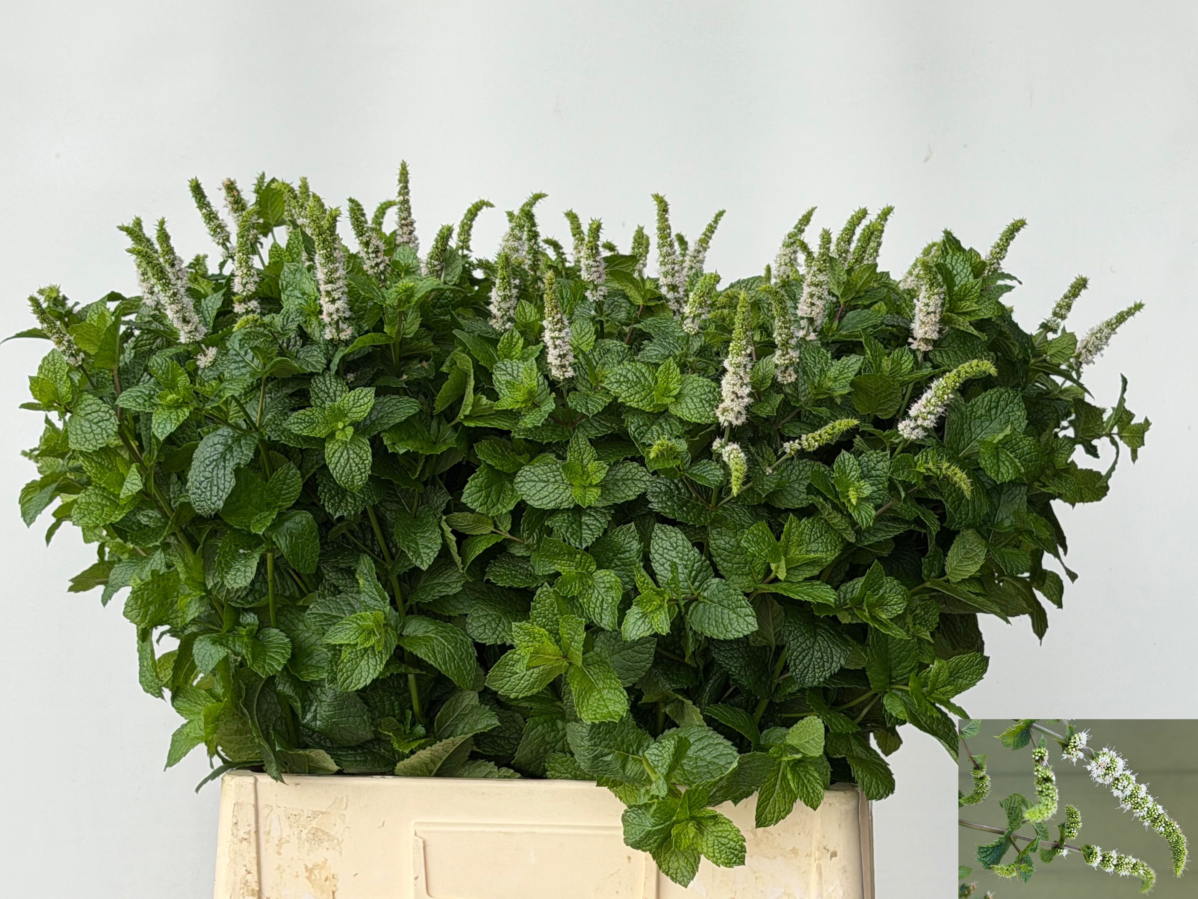 Mentha White Juliet 70cm