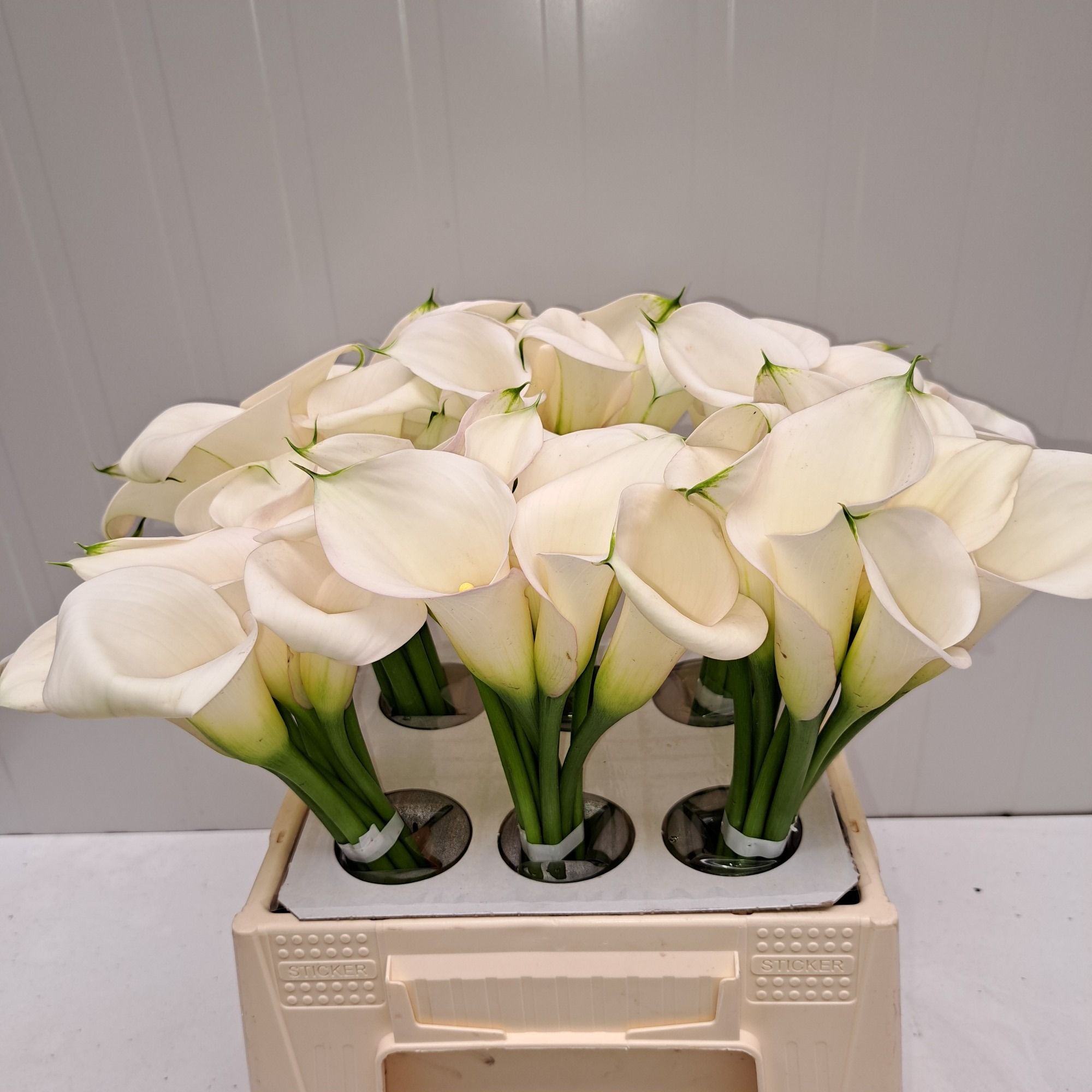 Calla Ivory Art 40cm