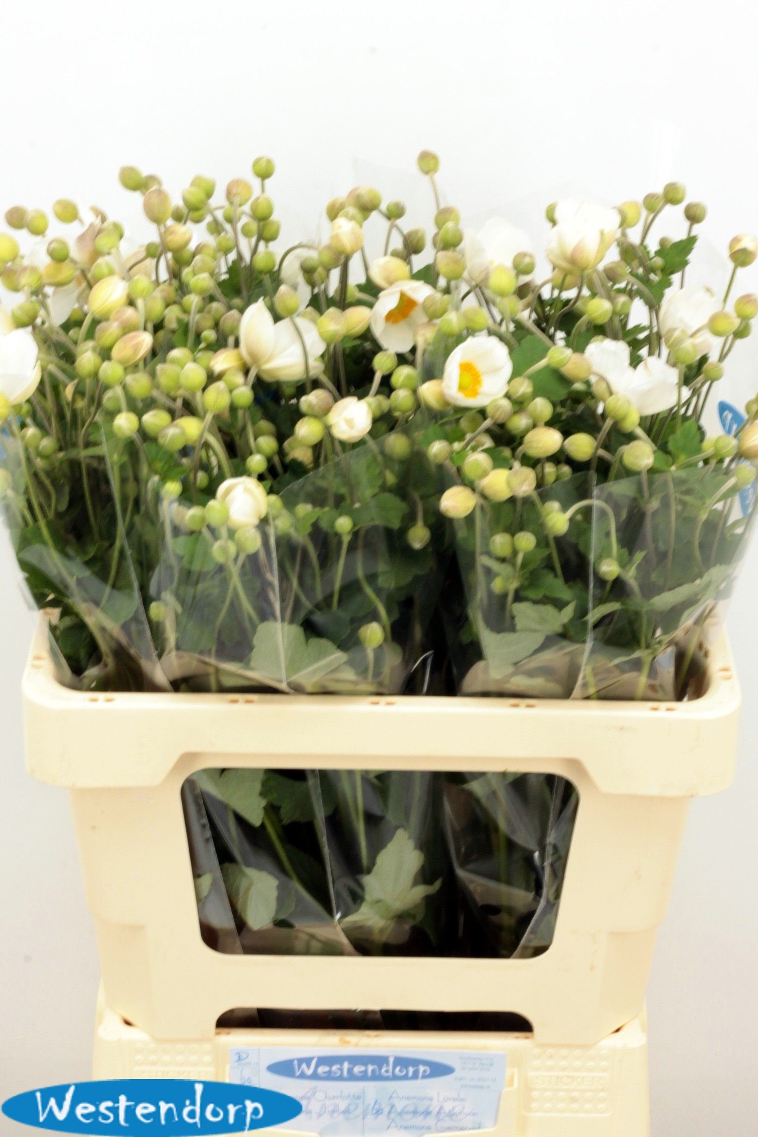 Anemone 60cm