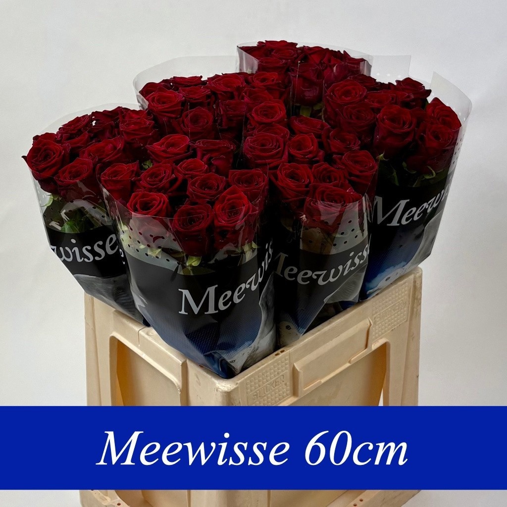 Rosa Red Naomi 60cm