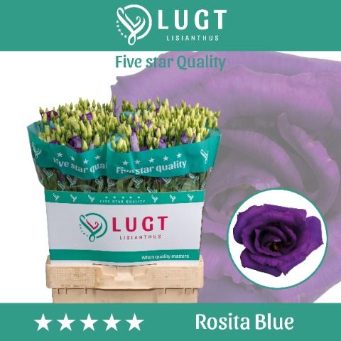 Eus G Rosi Blue