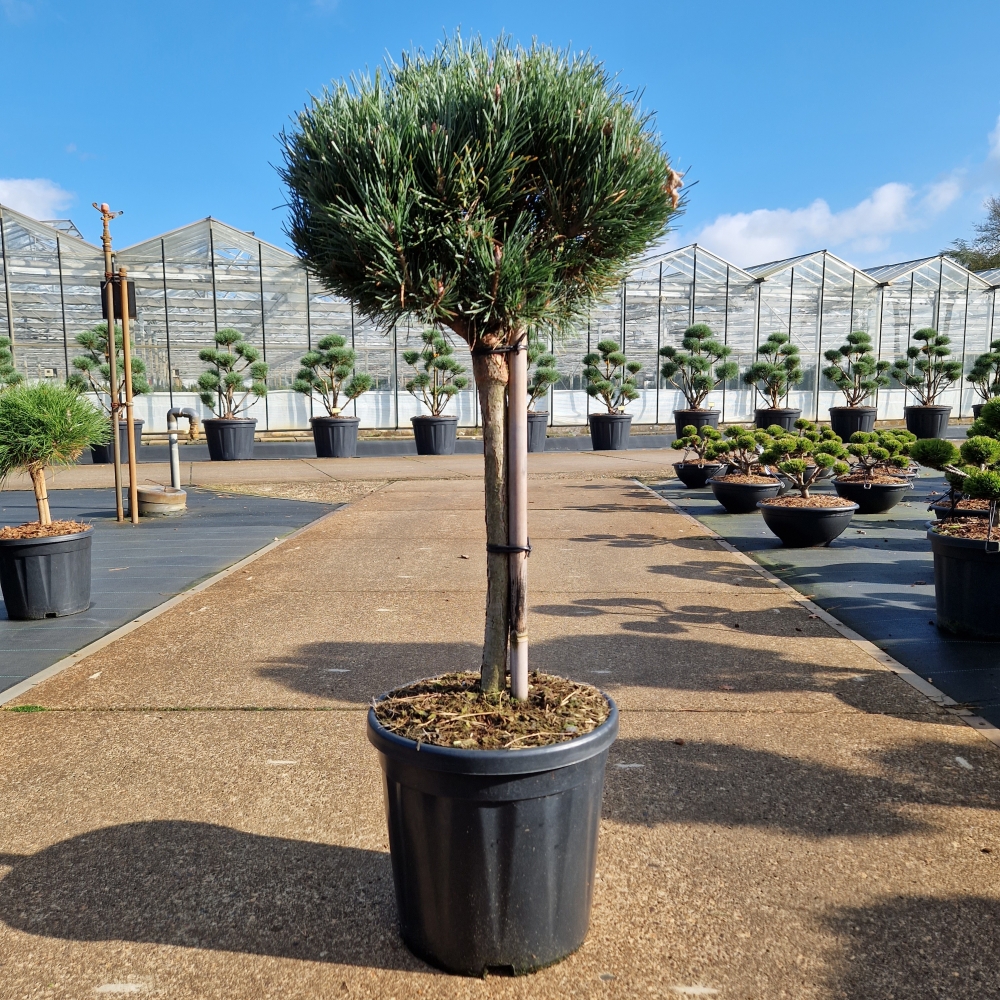 Picture of Pinus sylvestris Watereri C18 40/STD-30-35-HEAD (LOOSE)