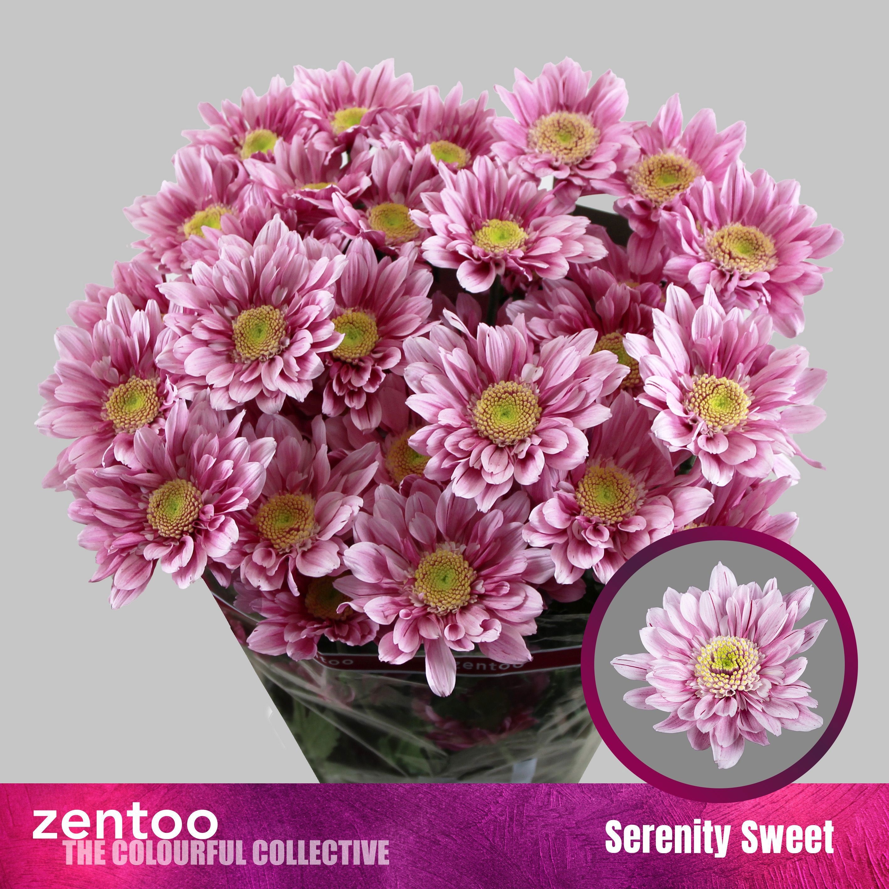 Chrys Spray Serenity Sweet 80gram