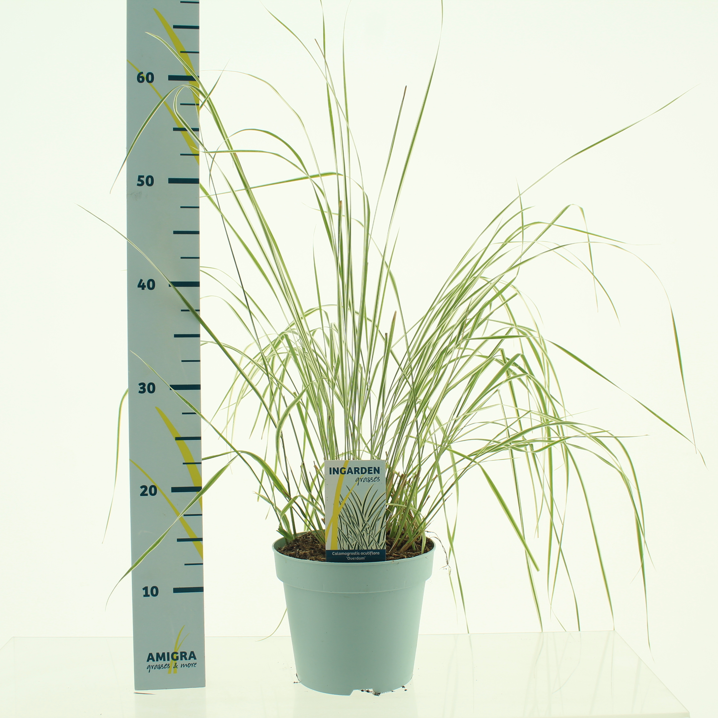 Picture of Calamagrostis accutiflora Overdam P17 (2 Ltr)