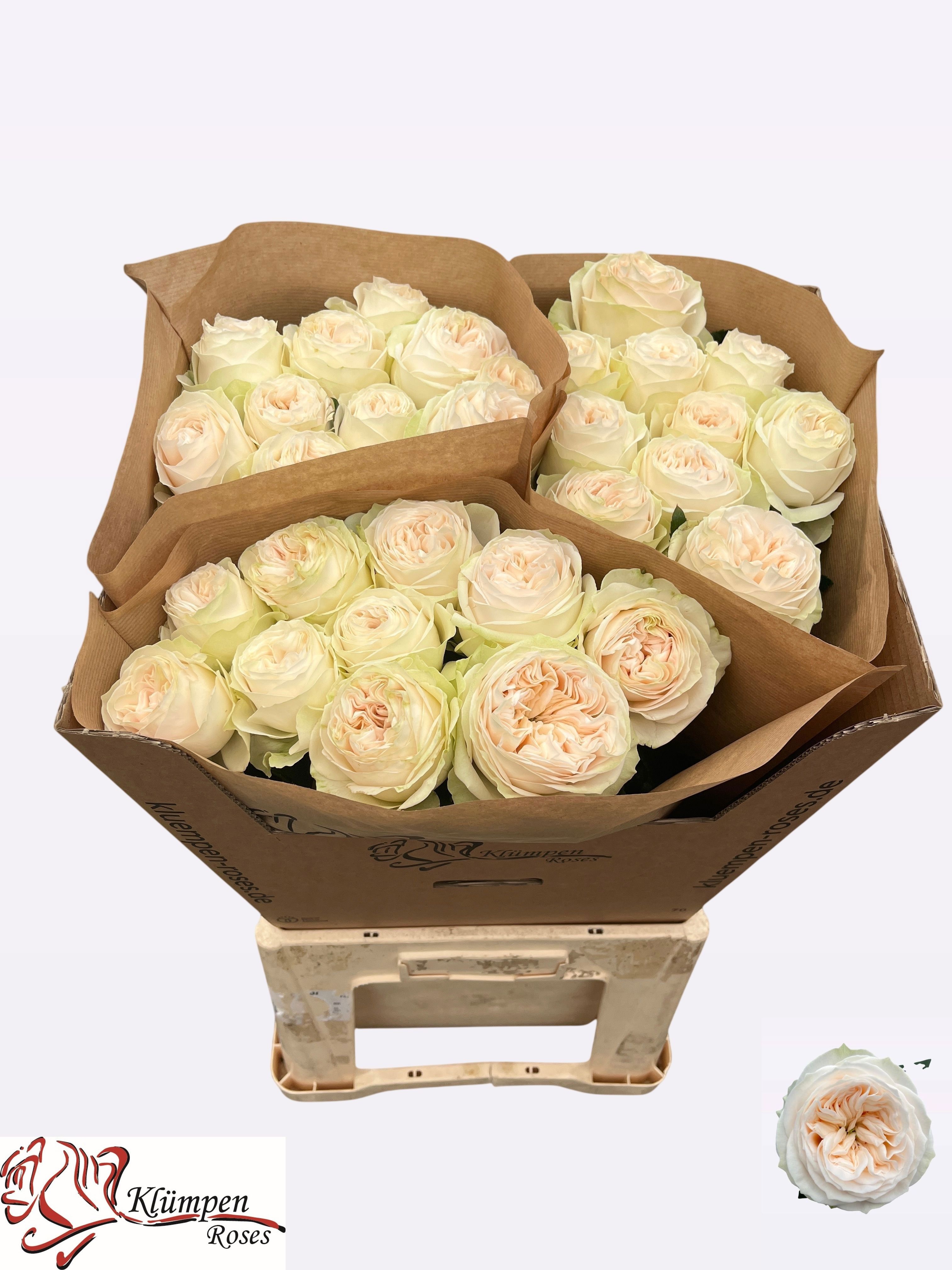 R Gr Asha Rose