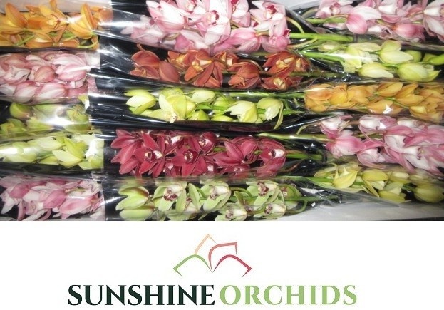 Cymbidium Asst Mini 50cm