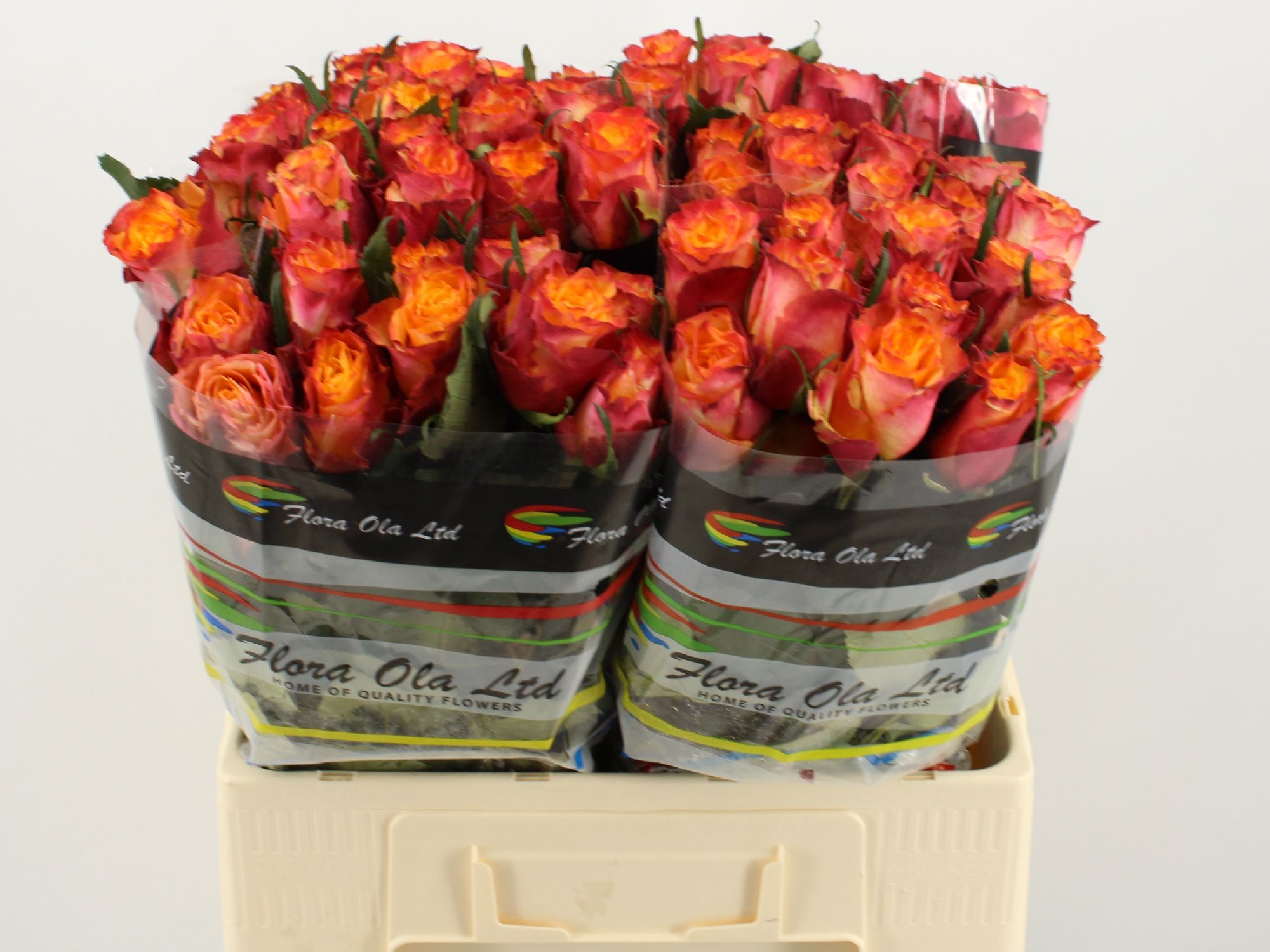 Rosa Wildfox 60cm