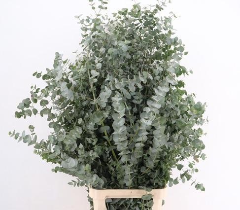 Euca Cinerea 150L.cm