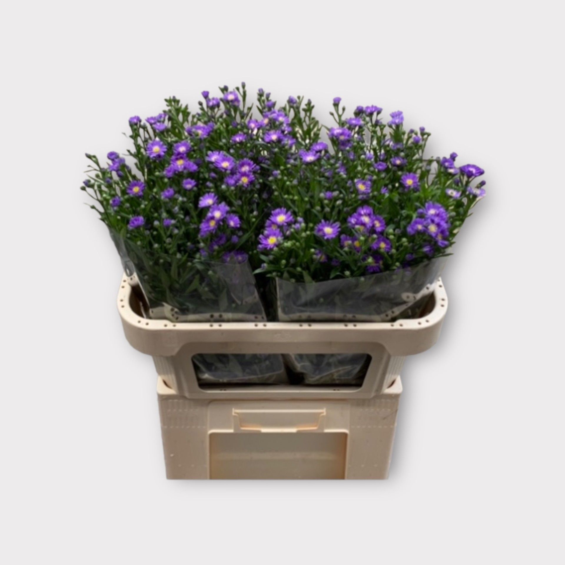 Aster Laura 70cm 16gram