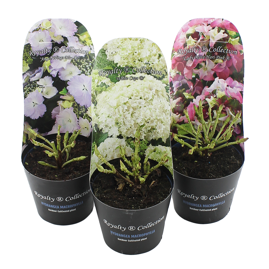 Picture of Hydrangea macr. Royalty Collection® MIX C2 (17cm.) Potcover