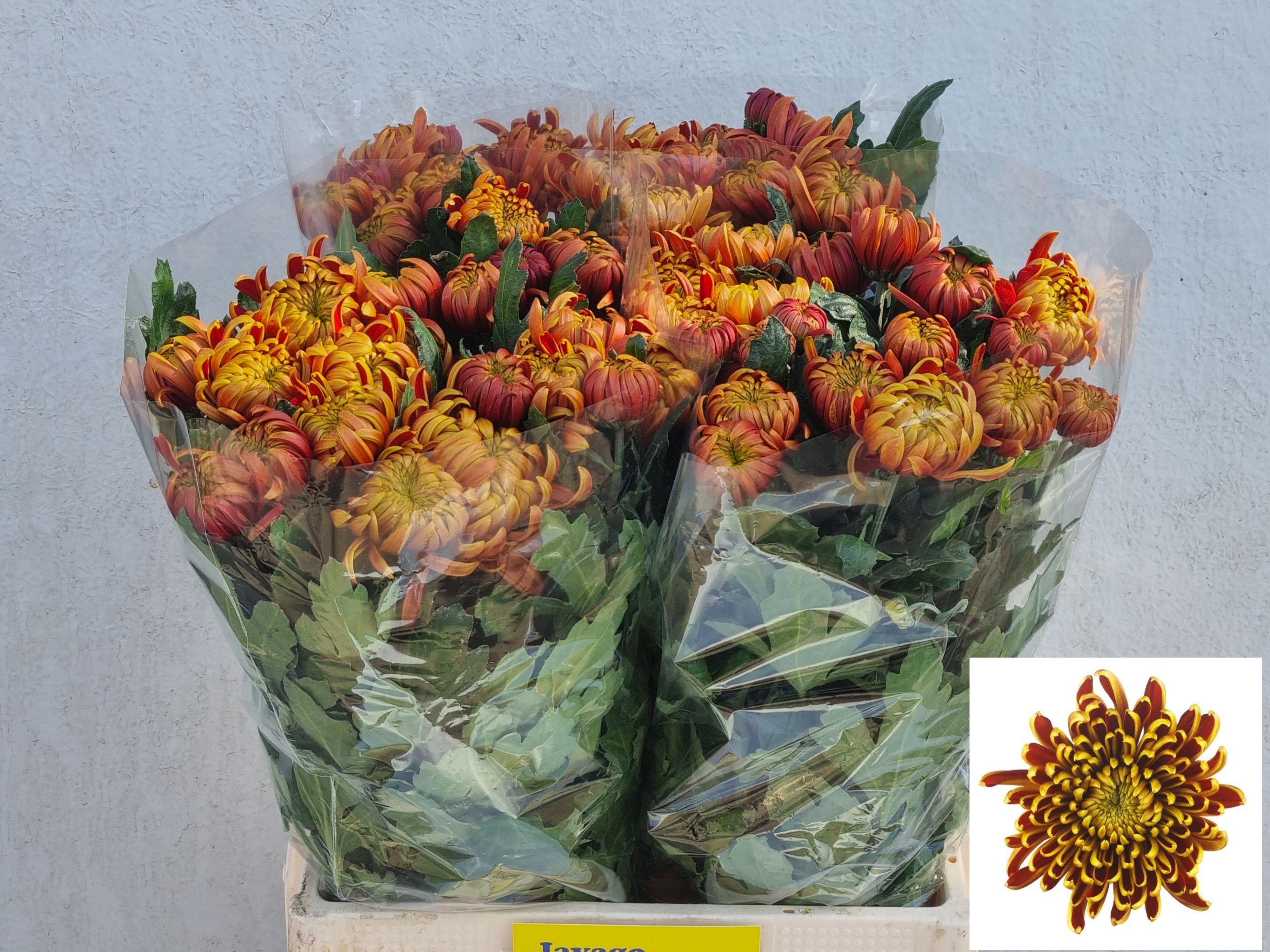 Chrys Single Fuego 60cm 50gram