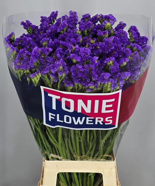 Limonium St Crystal Dark Blue 70cm 45gram