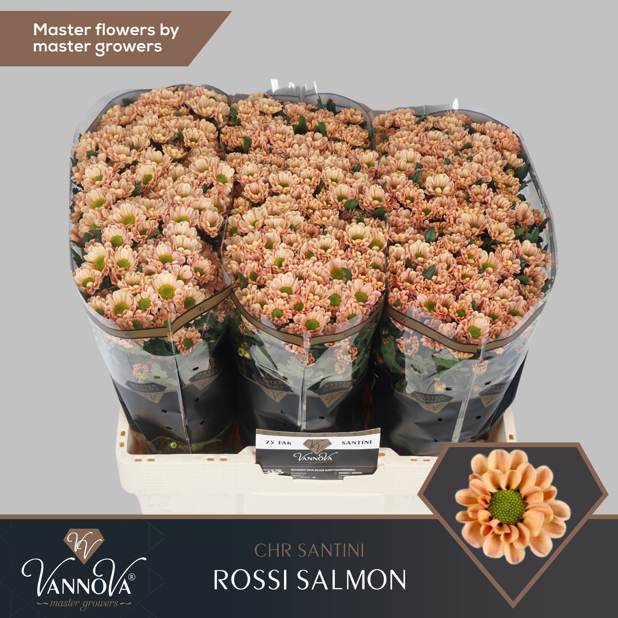 Chrys Santini Rossi Salmon 55cm 110Ø