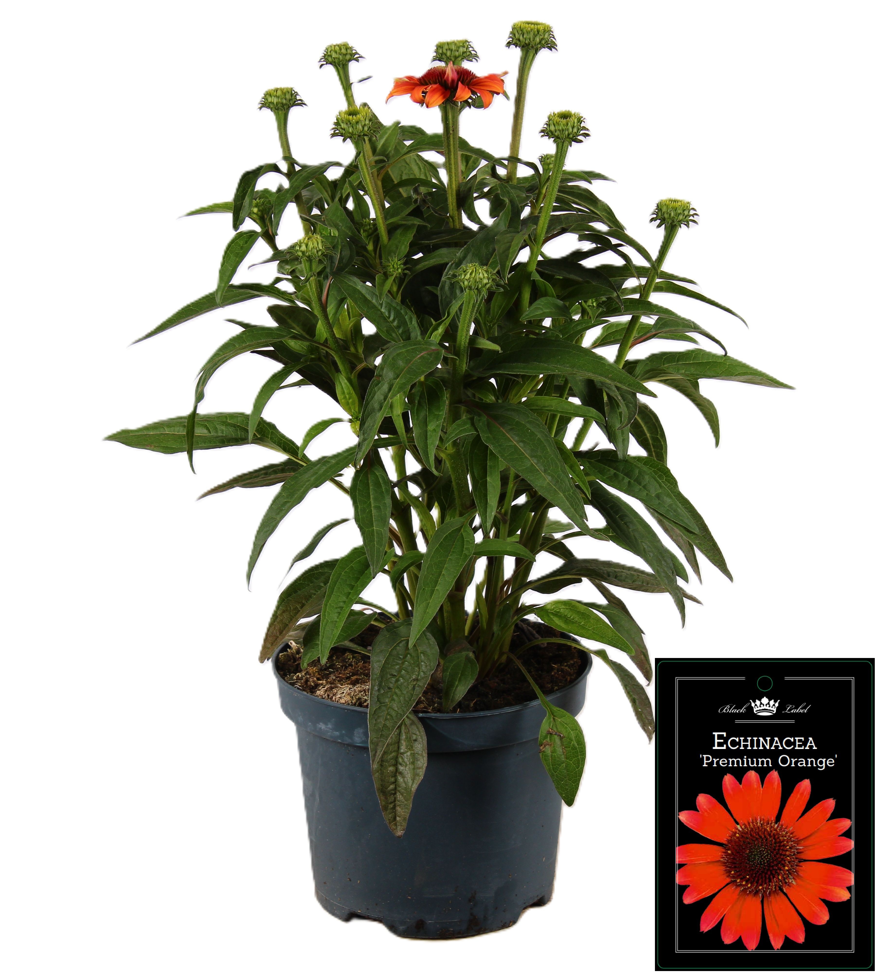 Picture of Echinacea Premium Orange