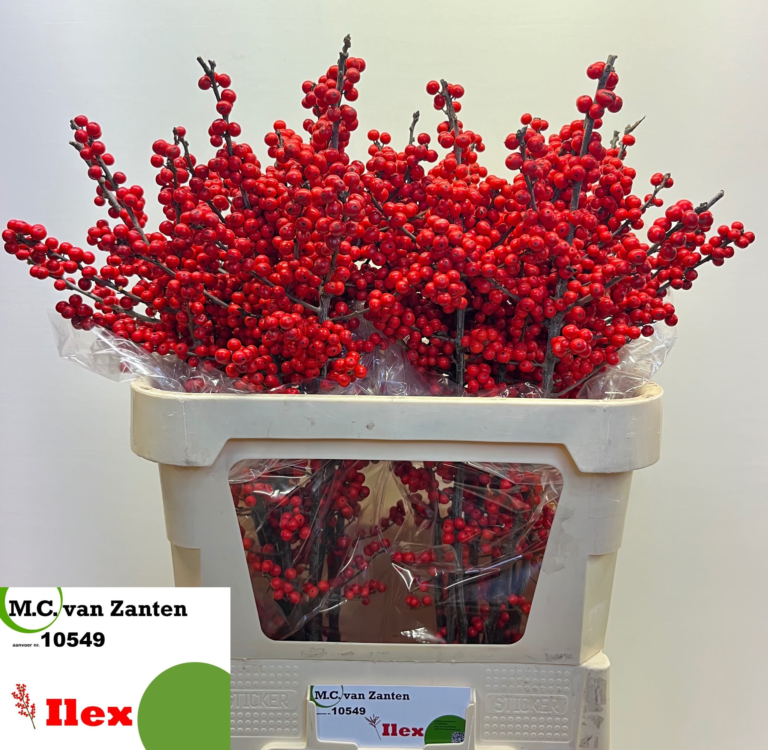 Ilex Verticlilata 80cm