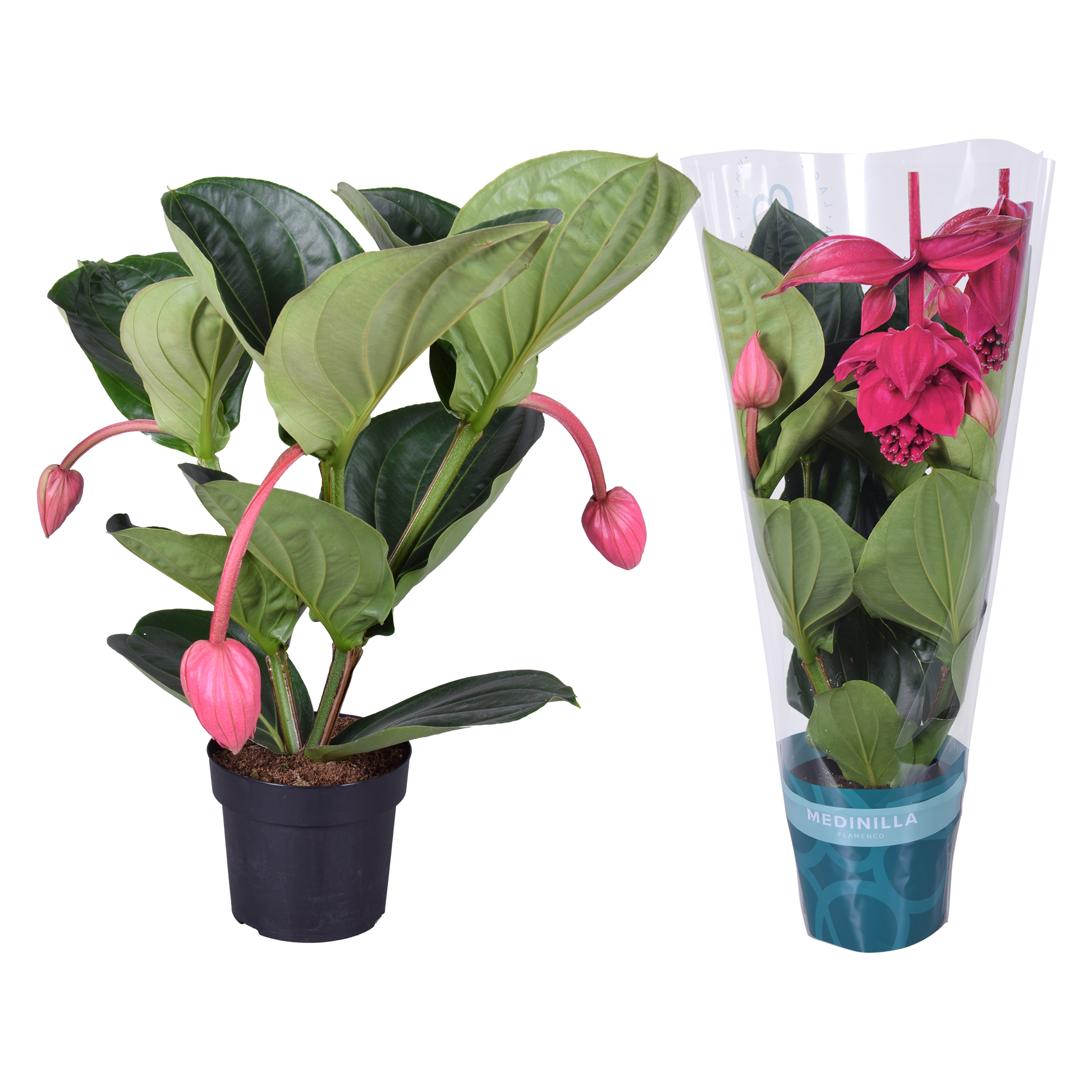 Picture of Medinilla Magnifica Flamenco 2 etage 3 buds in exclusive sleeve P17 55CM