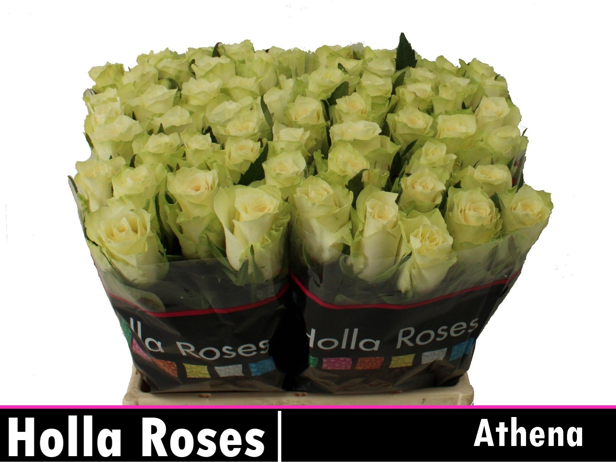 Rosa Athena 35cm