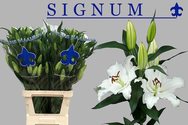 Lilium Or Signum 100cm 4/6bl