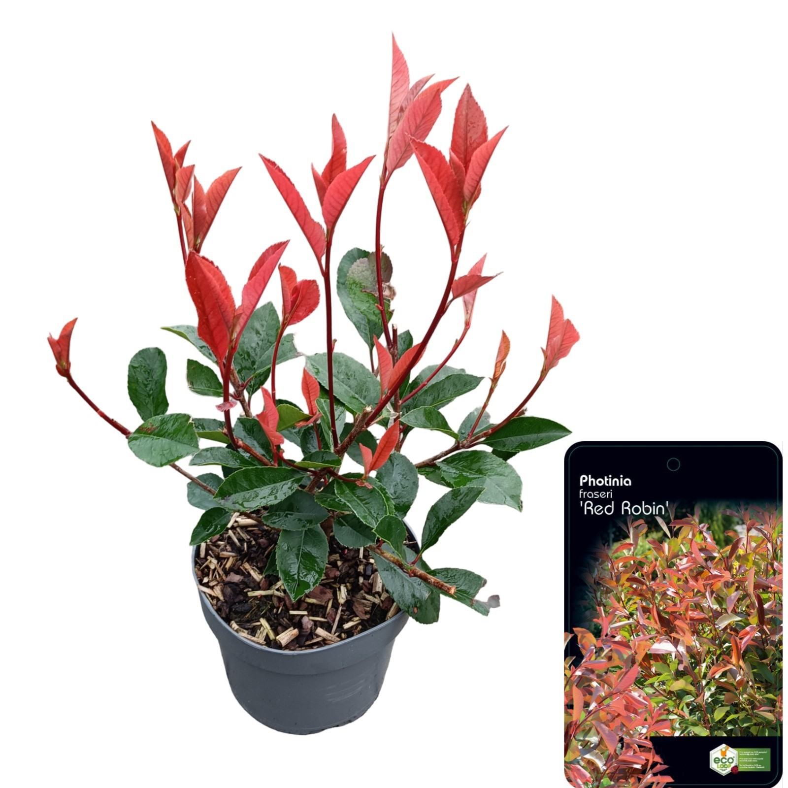 Photinia fraseri 'Red Robin'