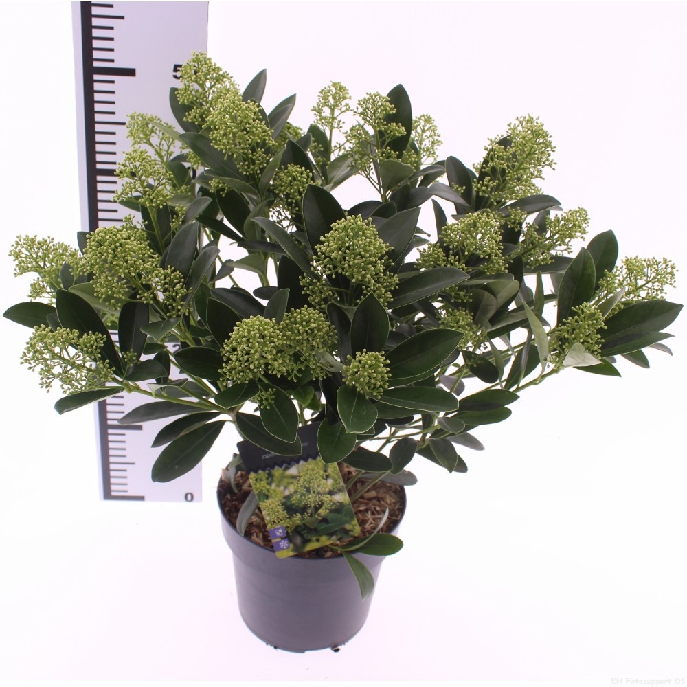 Picture of Skimmia jap. 'Finchy'