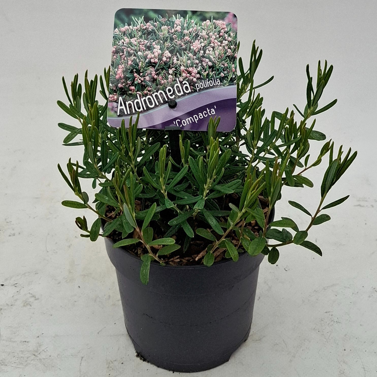 Picture of Andromeda polifolia 'Compacta'