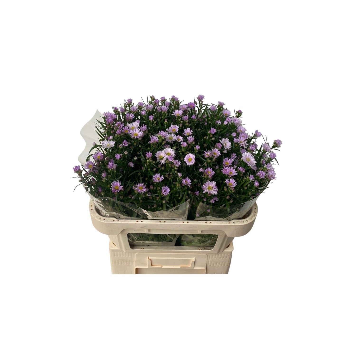 Aster Claudia 70cm 15gram