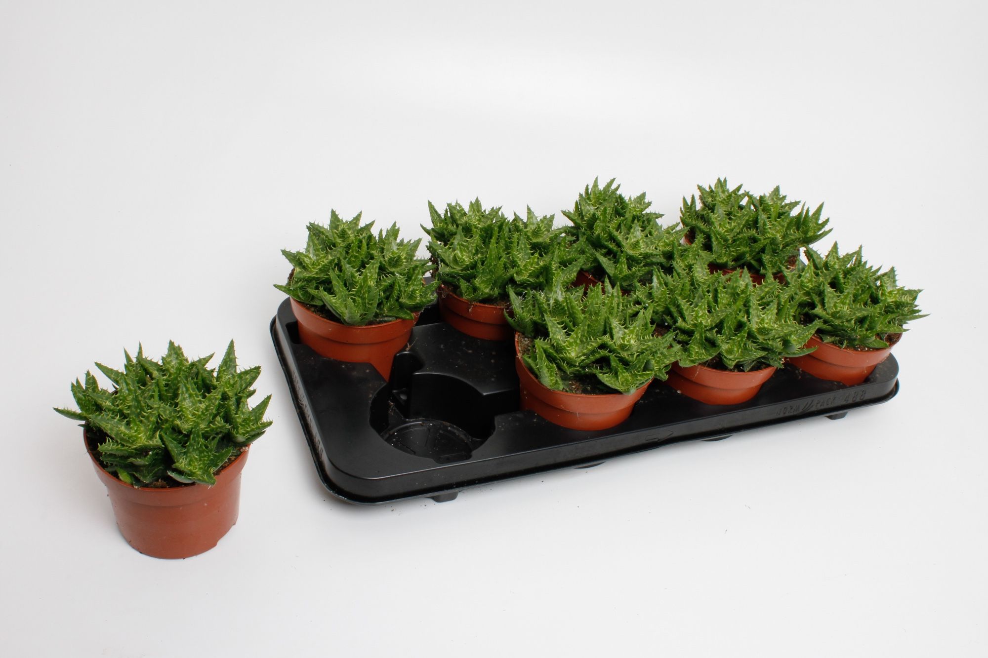 Aloe Overig 12Ø 15cm
