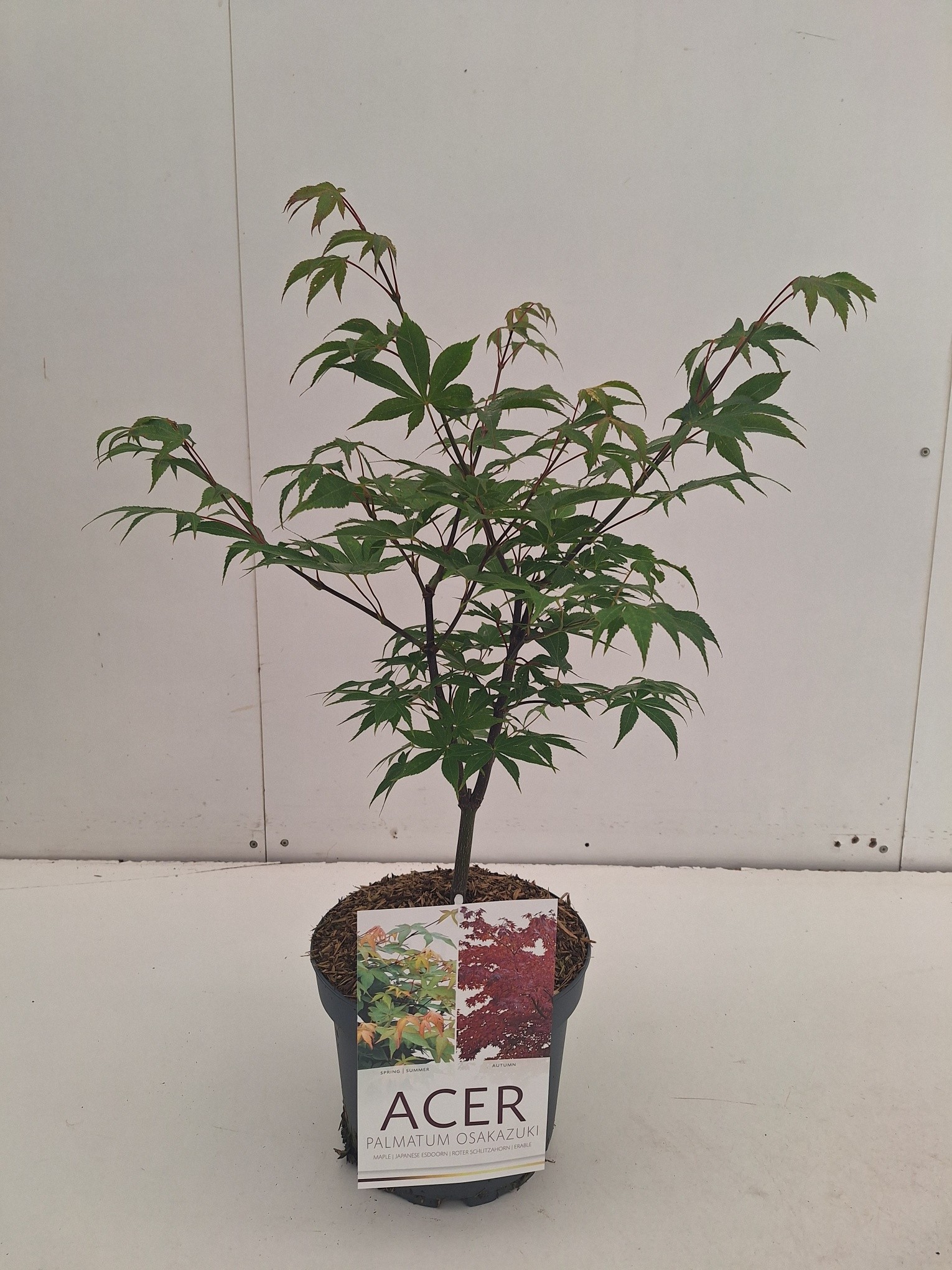Picture of Acer palmatum Osakazuki