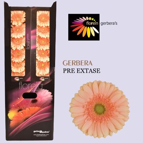 Ge Gr Pre - Extase