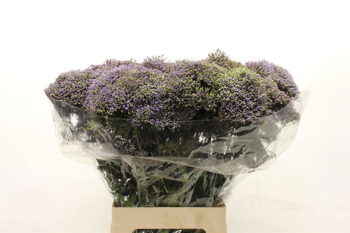 Trachelium Blue Shine 70cm