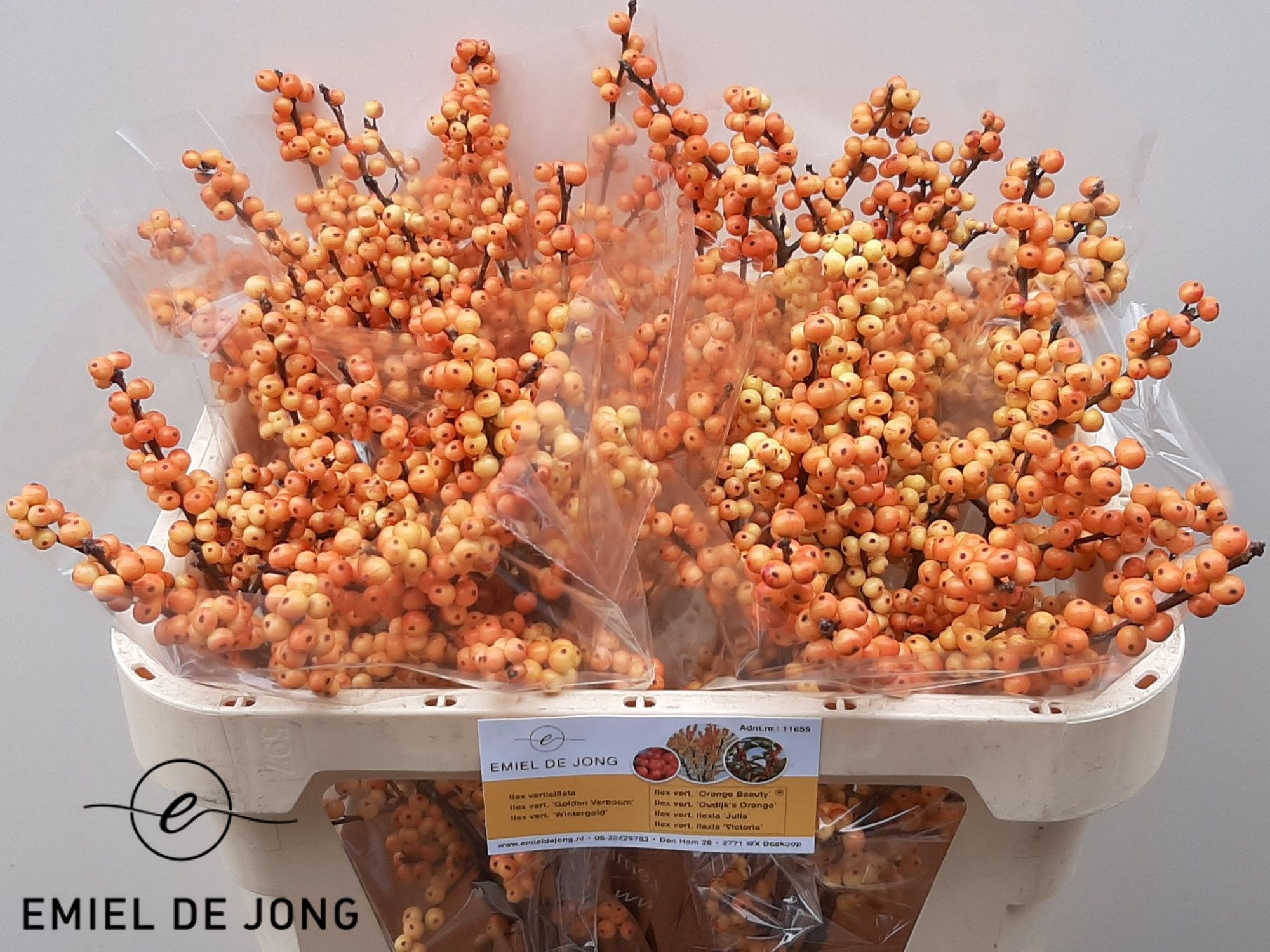 Ilex Ilexia Julia 70cm
