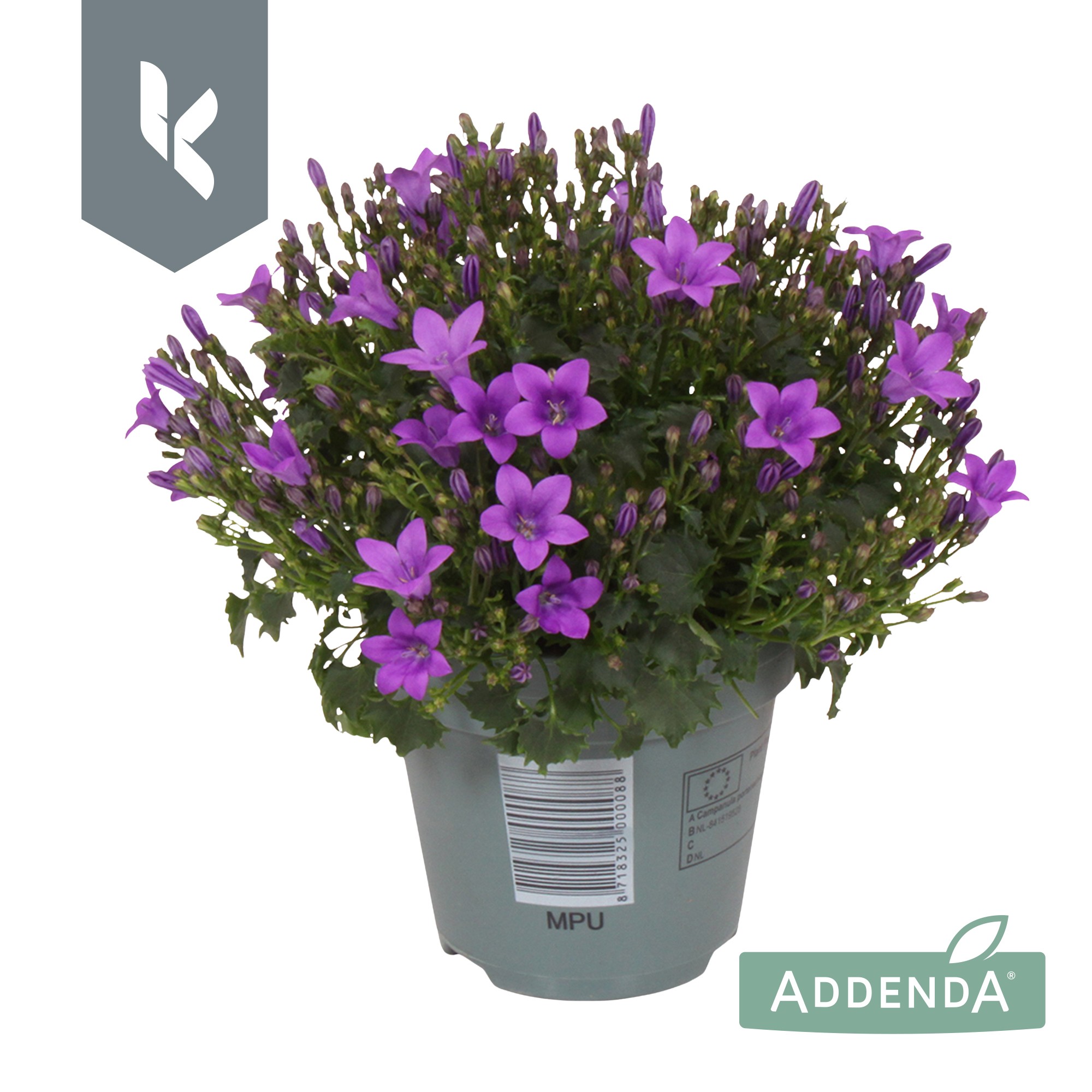 Picture of Campanula Ambella Intens Purple P10.5 22CM