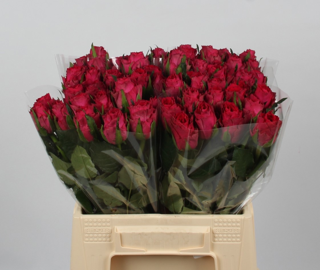 Rosa Madam Cerise 40cm