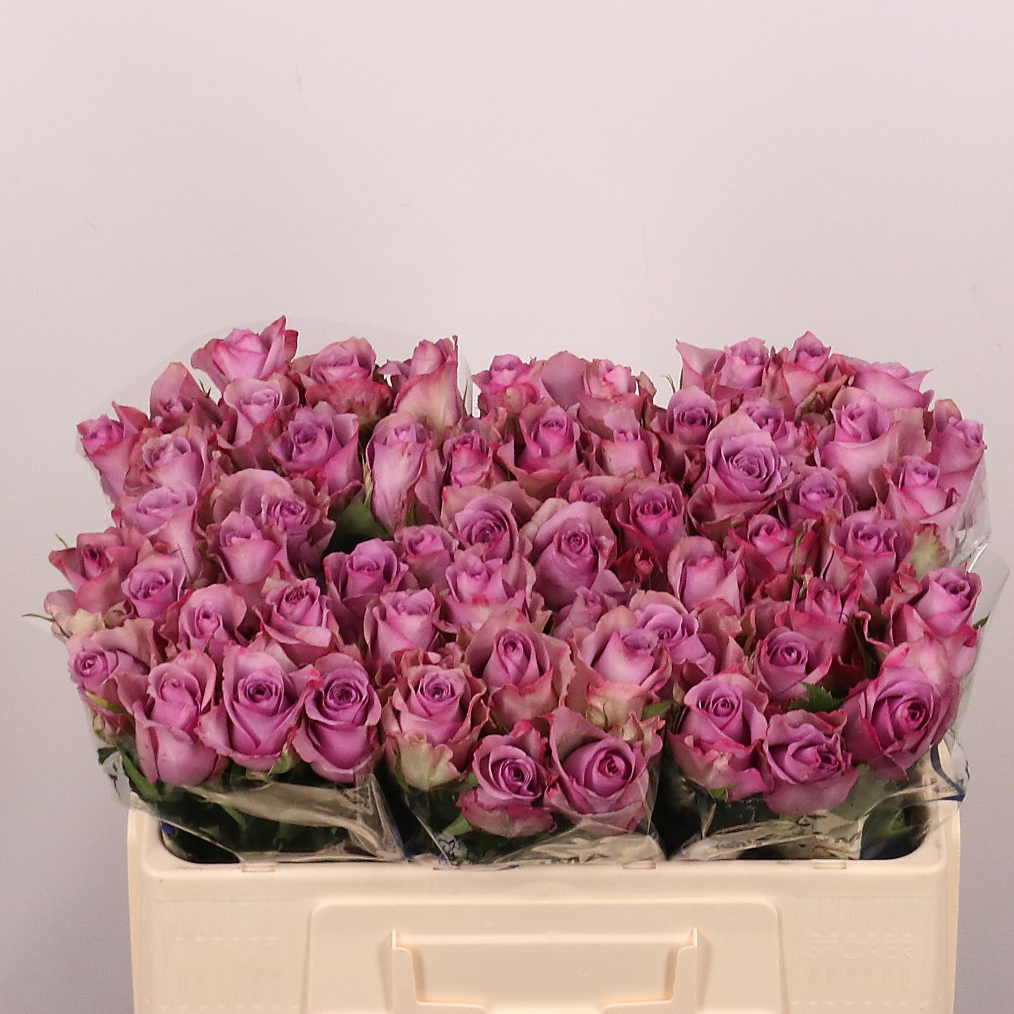 Rosa Nightingale 50cm