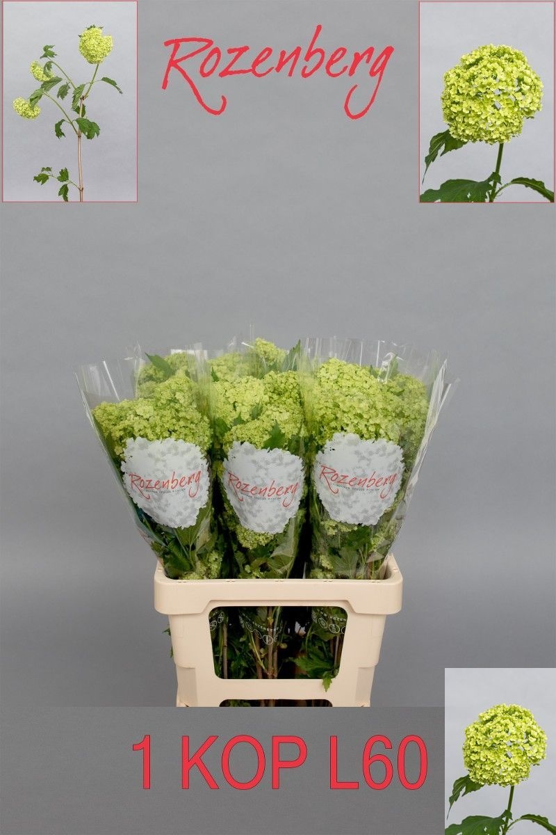 Viburnum Roseum 60cm 1