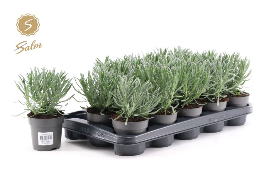 Picture of Lavandula P10