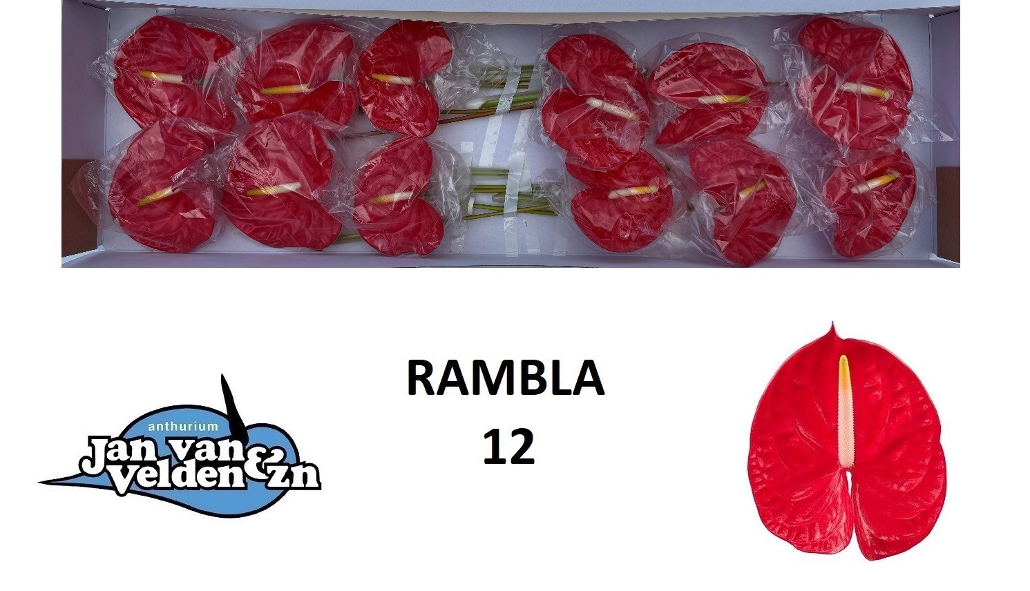 Anth A Rambla