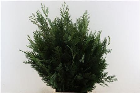 Chamaecyparis La Alumii Bs 50cm