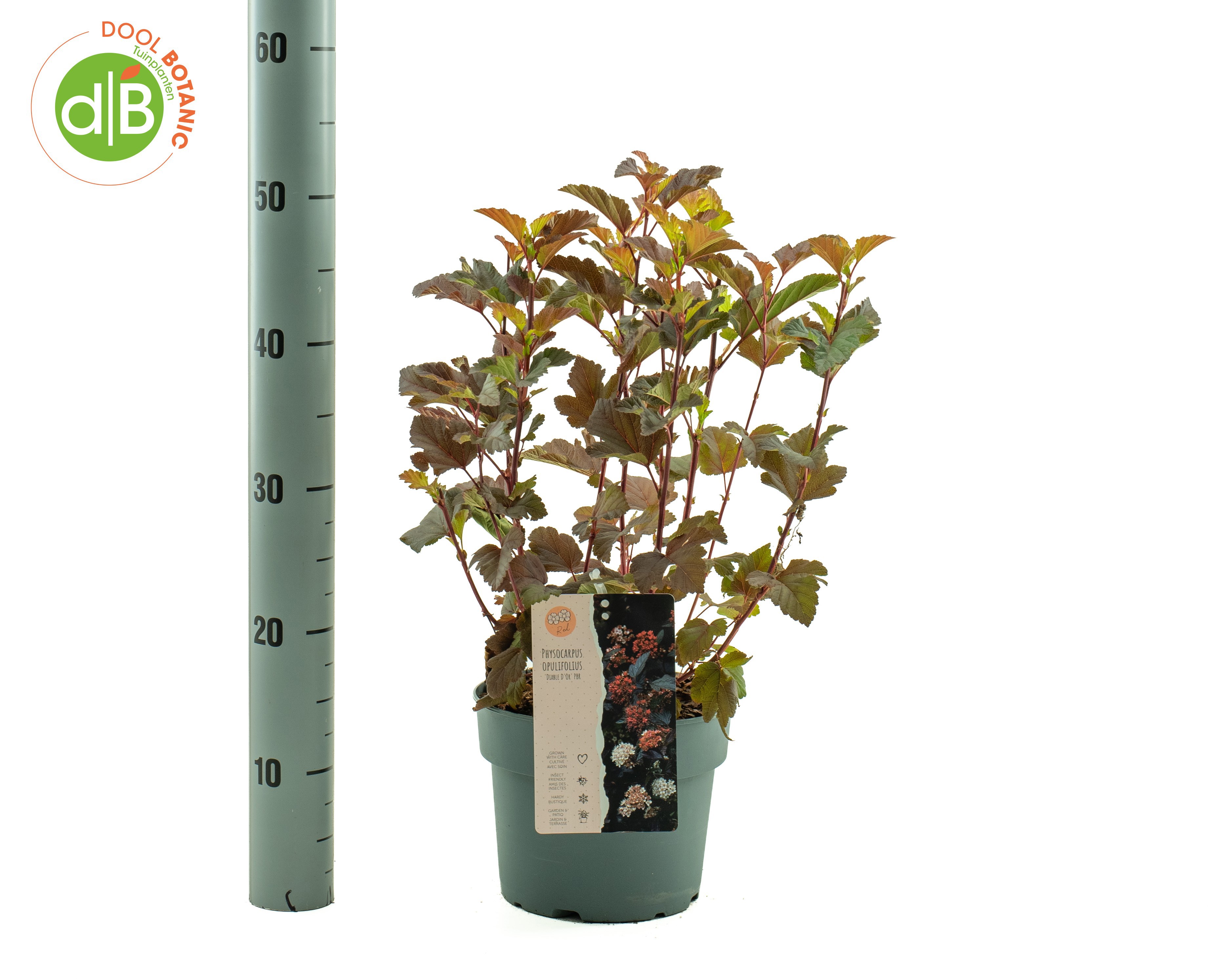 Physocarpus opulifolius Diable d'Or® ('Mindia')