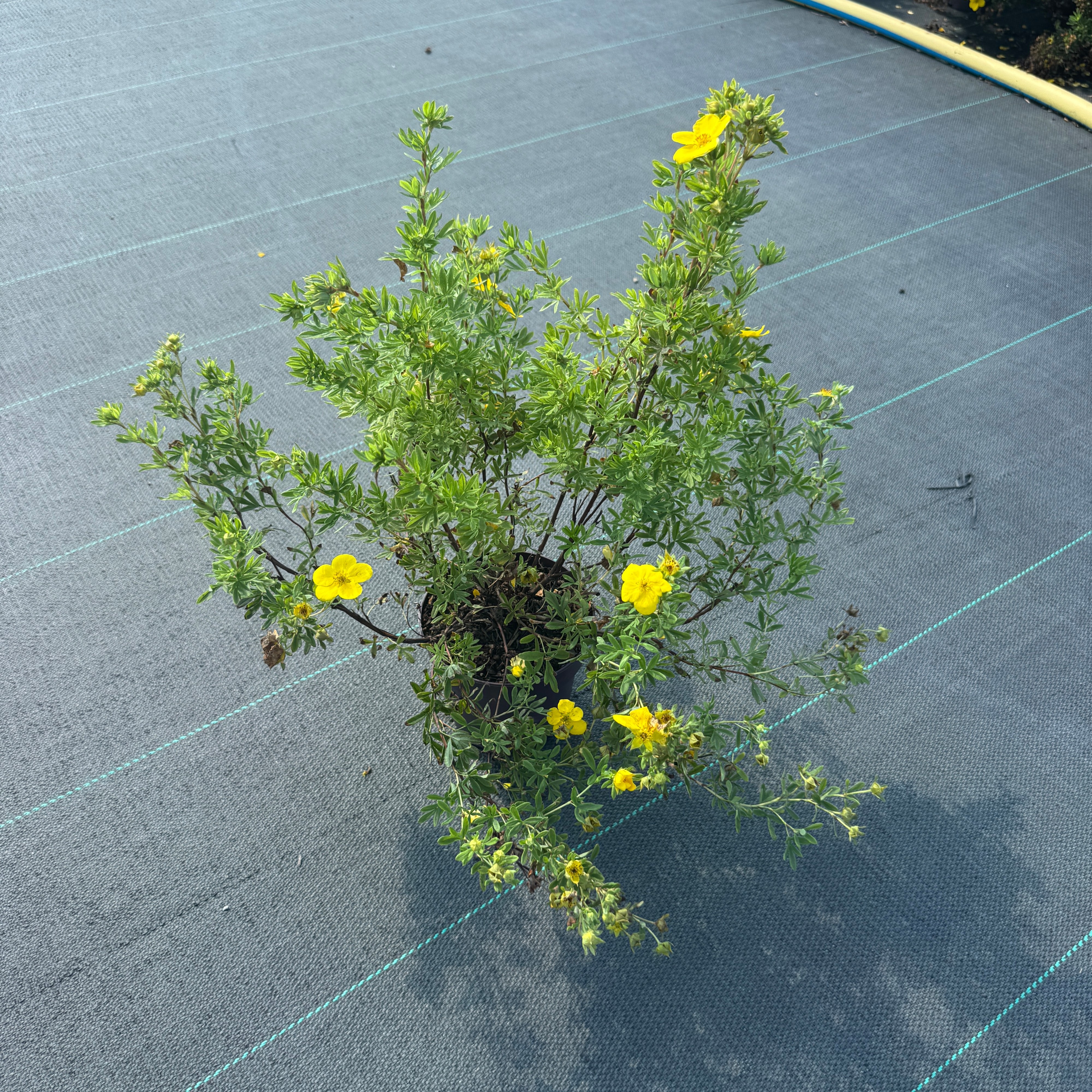 Potentilla f. 'Goldfinger'