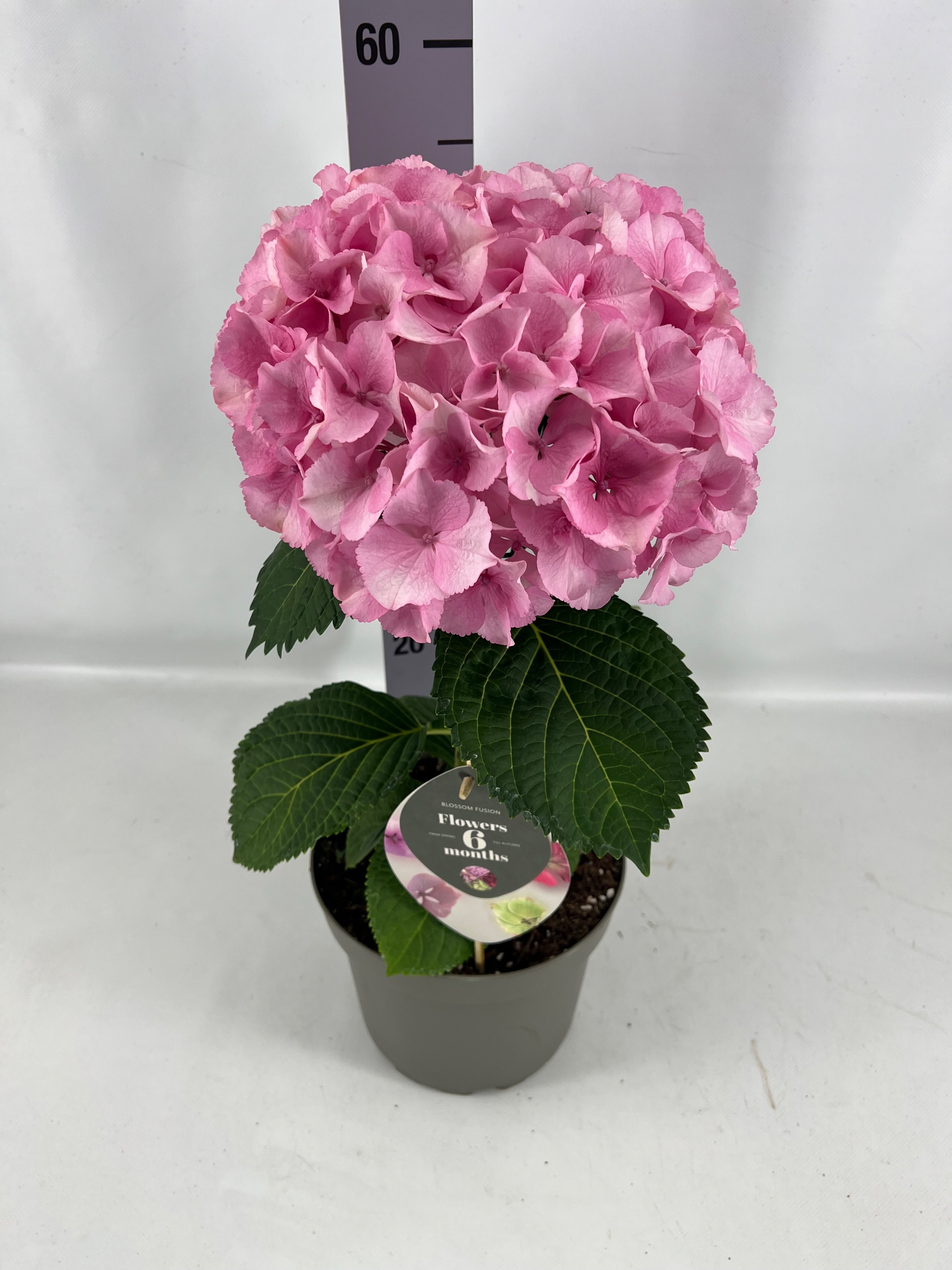 Hydrangea4936　0901 Hydrangea macrophylla Fusion | Hamiplant