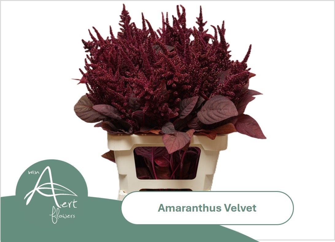 Amaranthus Upright Gruen Velvet 70cm