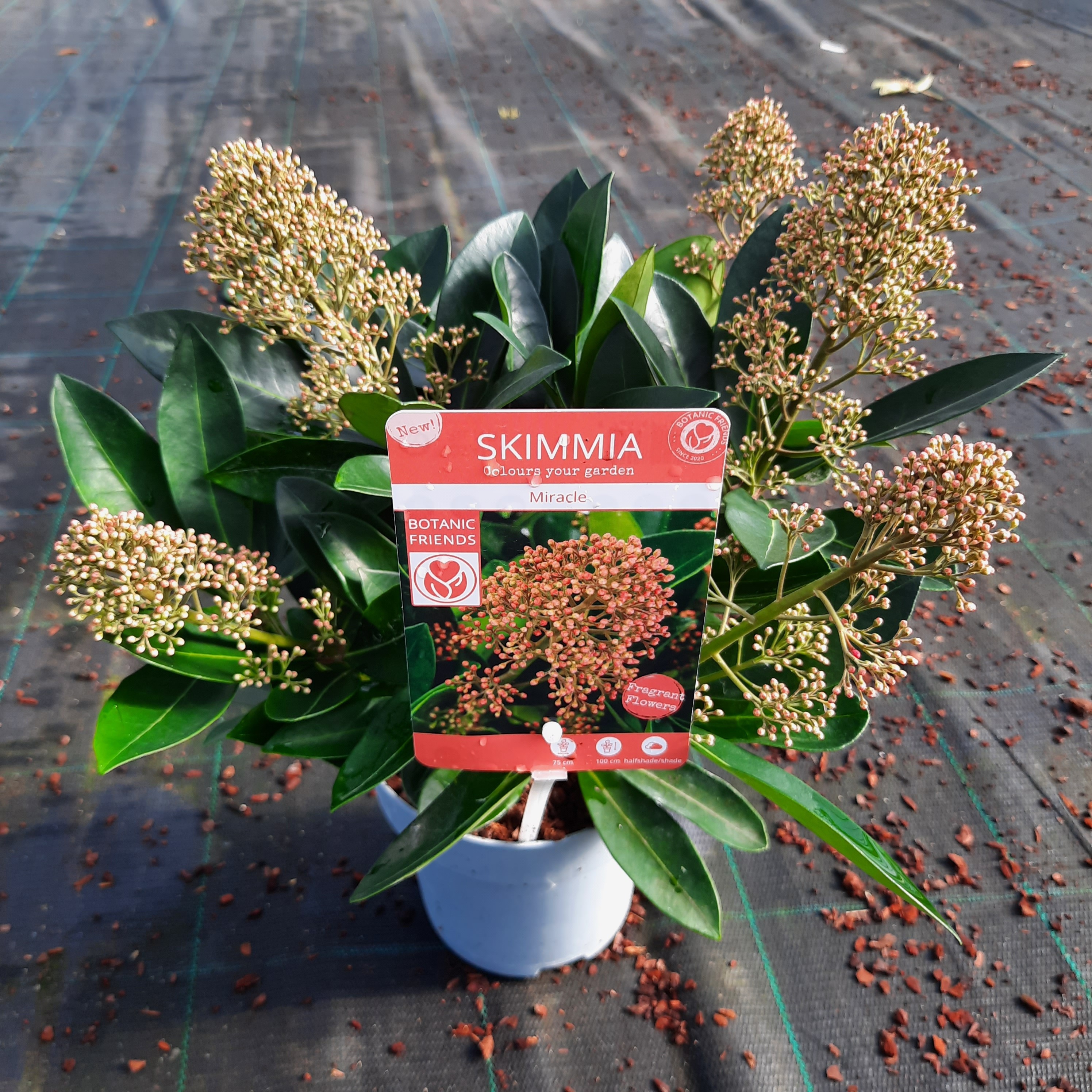 Picture of Skimmia jap. Miracle P15