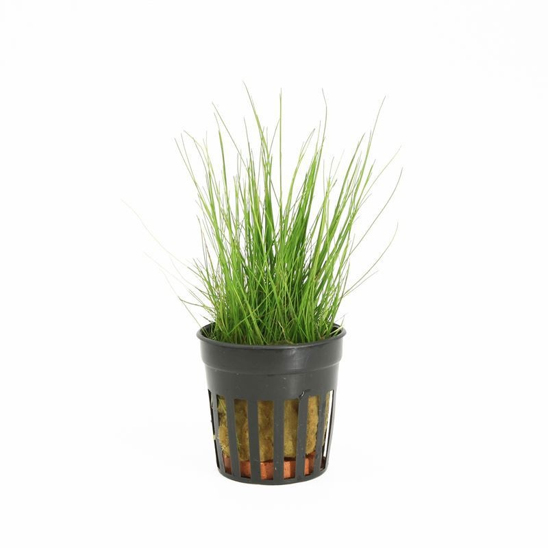 Eleocharis parvula