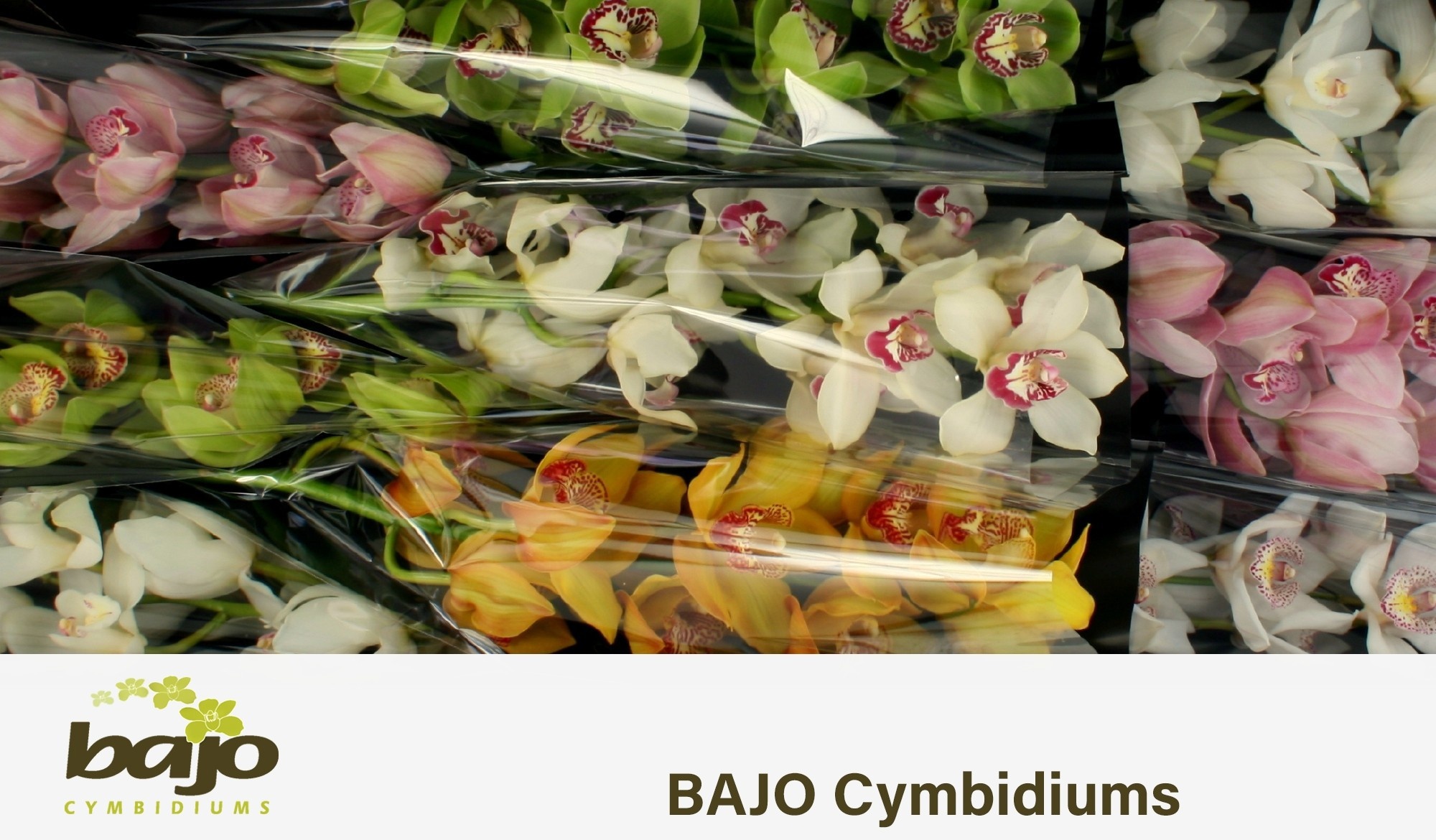 Cymbidium Asst 9bl