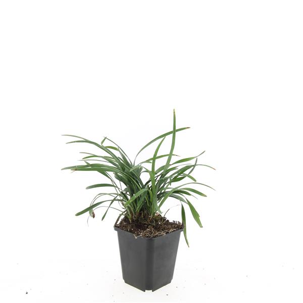 Picture of Liriope muscari Big Blue P9