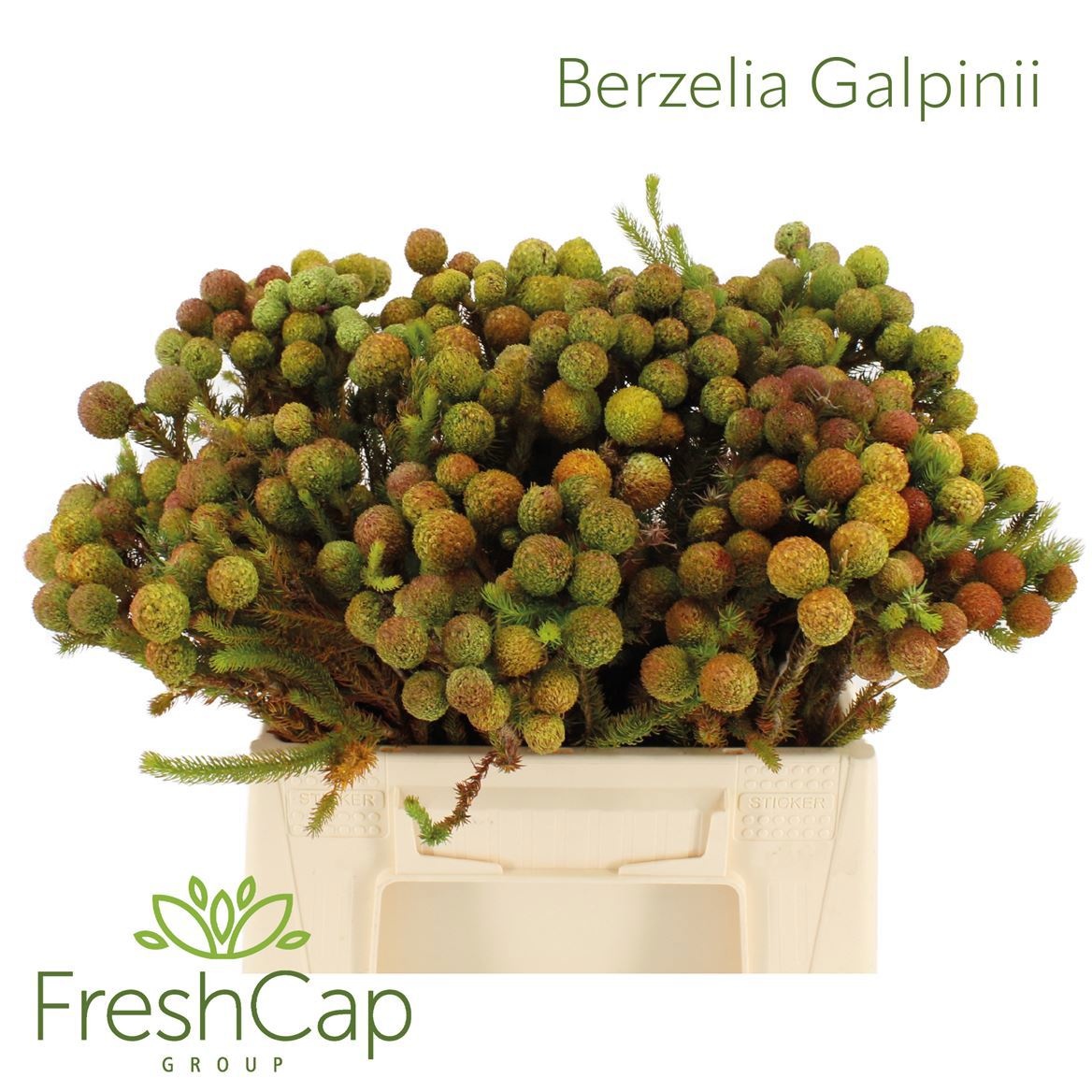 Berzelia Galpinii Baubels 40cm
