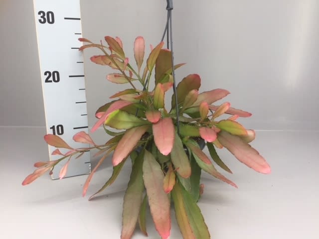 Picture of Rhipsalis red coral P14 30CM